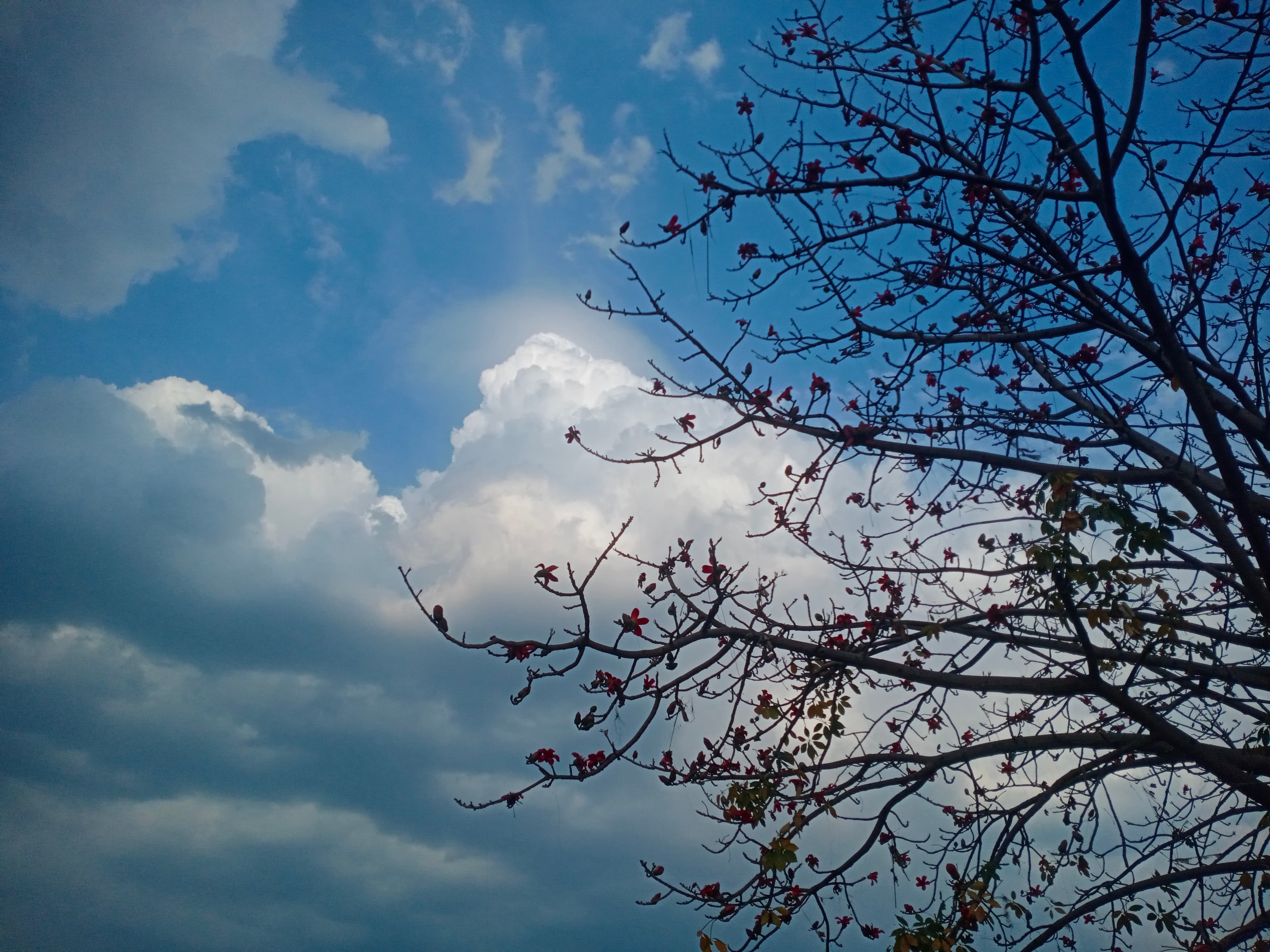 The tree knew spring was coming before anyone else did.